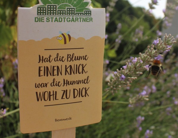 Saatgrüße "Hat die Blume EINEN KNICK,...", Bienenweiden-Saatgut